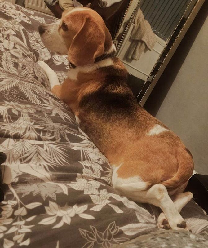Beagle puppies for sale in South Shields, Tyne And Wear – 8 years old - Image 4 of 5