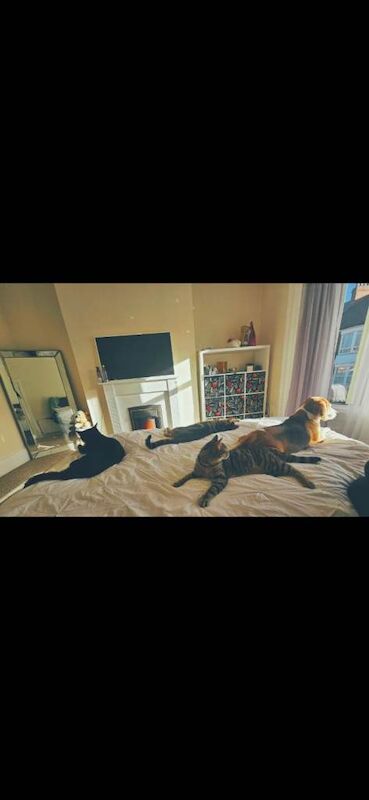 Beagle puppies for sale in South Shields, Tyne And Wear – 8 years old - Image 5 of 5