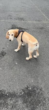 Female bocker 6and half months old for sale in Warrington, Cheshire - Image 1