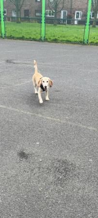 Female bocker 6and half months old for sale in Warrington, Cheshire - Image 4