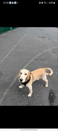 Female bocker 6and half months old for sale in Warrington, Cheshire - Image 5