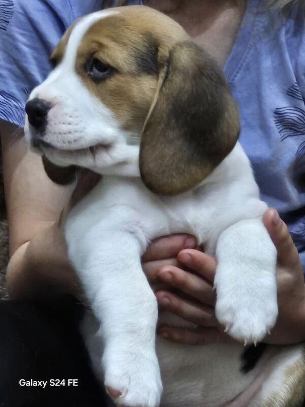 Female male male for sale in Sidcup, Greater London