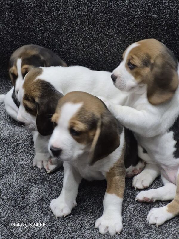 Female male male for sale in Sidcup, Greater London - Image 2