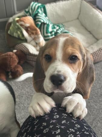 For Sale/Rehome 3 month old male Beagle for sale in Poole, Dorset - Image 1