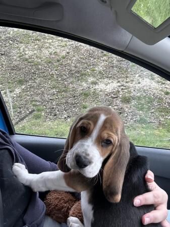 For Sale/Rehome 3 month old male Beagle for sale in Poole, Dorset - Image 2