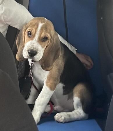 For Sale/Rehome 3 month old male Beagle for sale in Poole, Dorset - Image 3