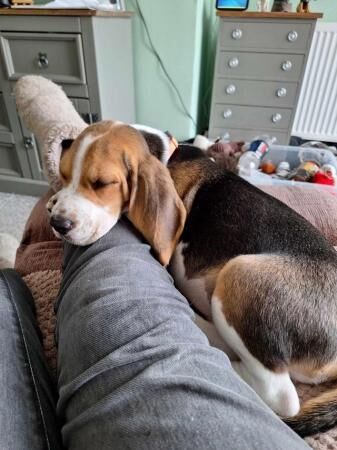 For Sale/Rehome 3 month old male Beagle for sale in Poole, Dorset - Image 4