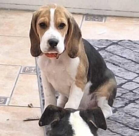 For Sale/Rehome 3 month old male Beagle for sale in Poole, Dorset - Image 5