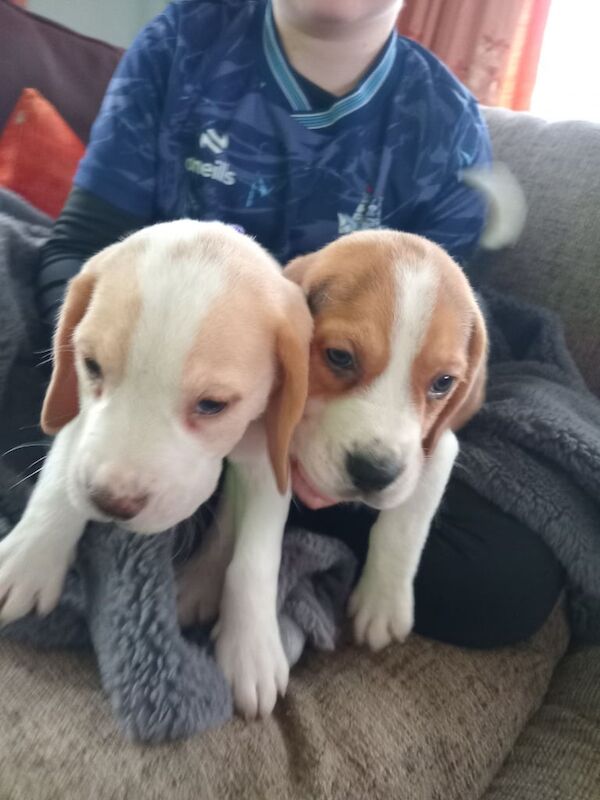 Beagle puppies for sale in Dungannon, County Tyrone – 8 weeks old