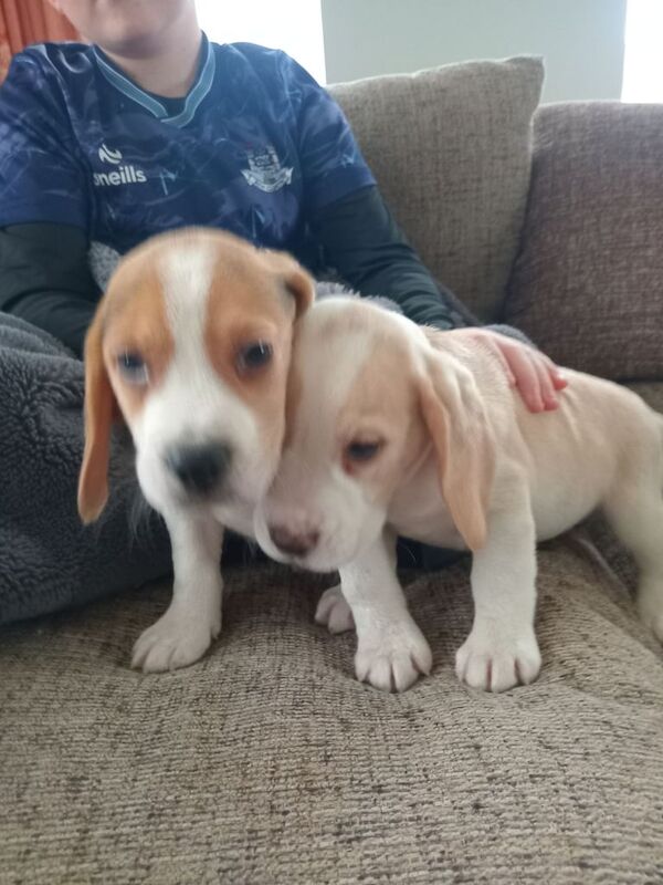 Beagle puppies for sale in Dungannon, County Tyrone – 8 weeks old - Image 2 of 3