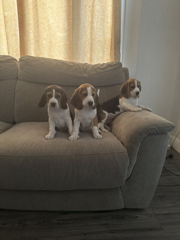 Beagle puppies for sale in Derby, Derbyshire – 7 weeks old - Image 2 of 4