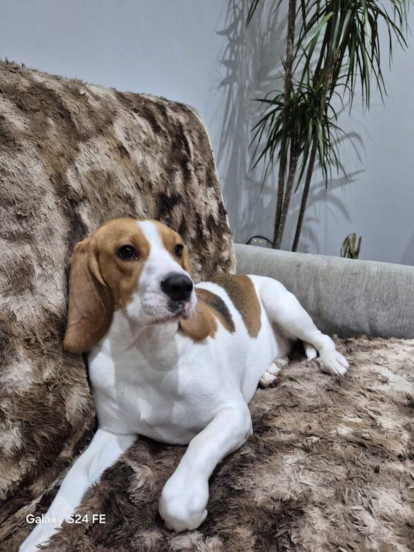 Beagle puppies for sale in Derby, Derbyshire – 7 weeks old - Image 4 of 4