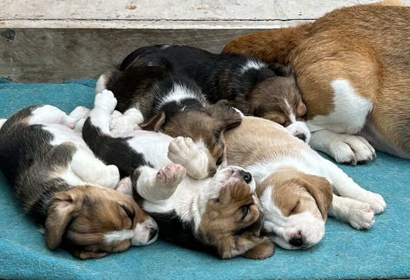 Beagle puppies for sale in Sheffield, South Yorkshire – 7 weeks old