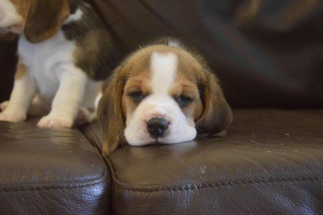 Gorgeous, Chunky Beagle Puppies for sale in Llandrindod Wells/Llandrindod, Powys - Image 1