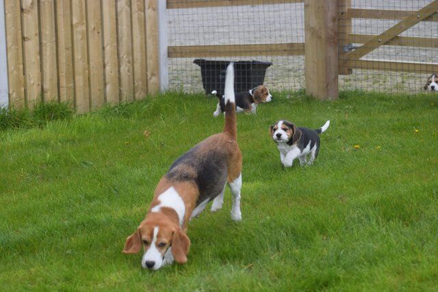Gorgeous, Chunky Beagle Puppies for sale in Llandrindod Wells/Llandrindod, Powys - Image 3