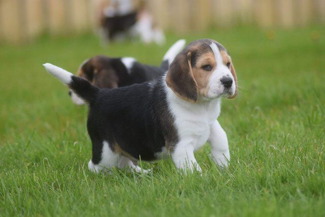 Gorgeous, Chunky Beagle Puppies for sale in Llandrindod Wells/Llandrindod, Powys - Image 4