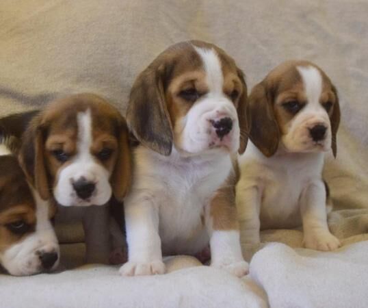 Gorgeous, Chunky Beagle Puppies for sale in Llandrindod Wells/Llandrindod, Powys - Image 5