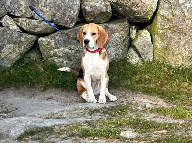 Gorgeous female beagle for sale in Newry, Newry and Mourne