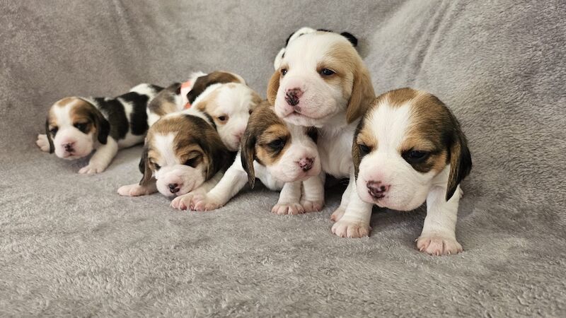 Beagle puppies for sale in St Albans, Hertfordshire – KC registered, 8 weeks old