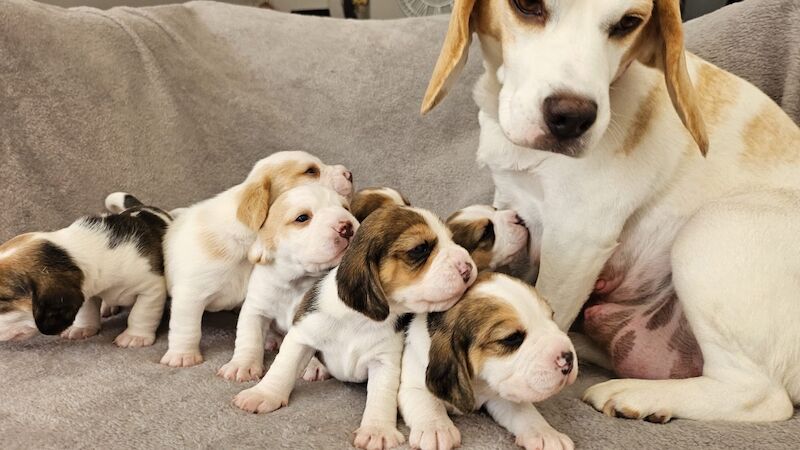 Beagle puppies for sale in St Albans, Hertfordshire – KC registered, 9 weeks old - Image 2 of 11