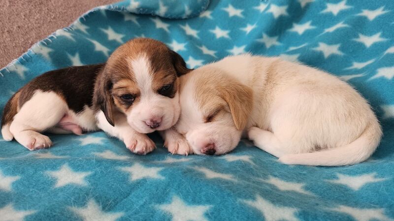 Beagle puppies for sale in St Albans, Hertfordshire – KC registered, 9 weeks old - Image 3 of 11