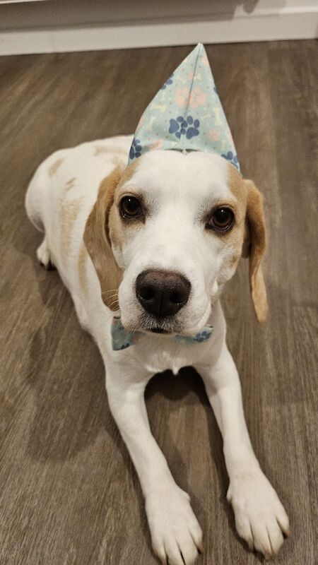 Beagle puppies for sale in St Albans, Hertfordshire – KC registered, 9 weeks old - Image 4 of 11