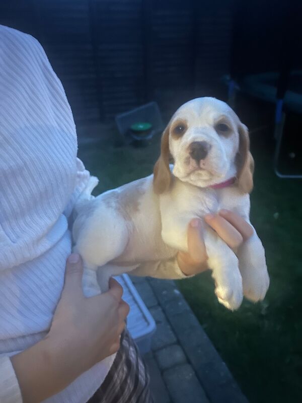 Beagle puppies for sale in St Albans, Hertfordshire – KC registered, 9 weeks old - Image 5 of 11