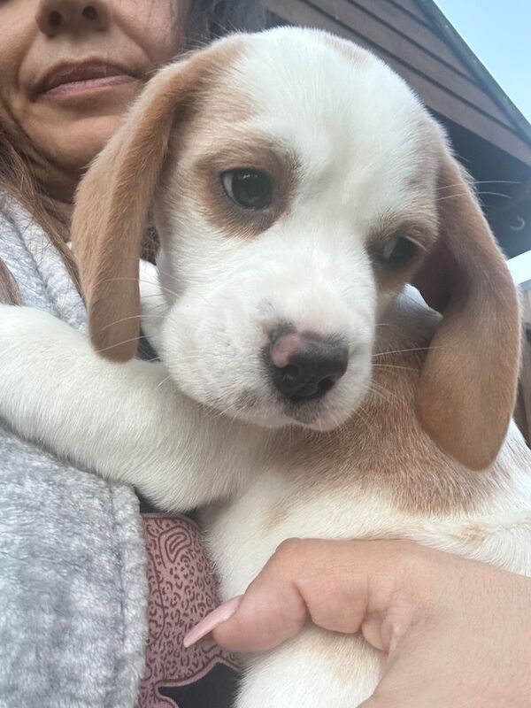 Beagle puppies for sale in St Albans, Hertfordshire – KC registered, 9 weeks old - Image 6 of 11