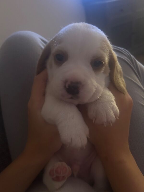 Beagle puppies for sale in St Albans, Hertfordshire – KC registered, 9 weeks old - Image 7 of 11
