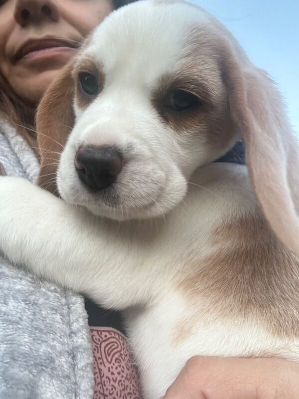 Beagle puppies for sale in St Albans, Hertfordshire – KC registered, 9 weeks old - Image 8 of 11