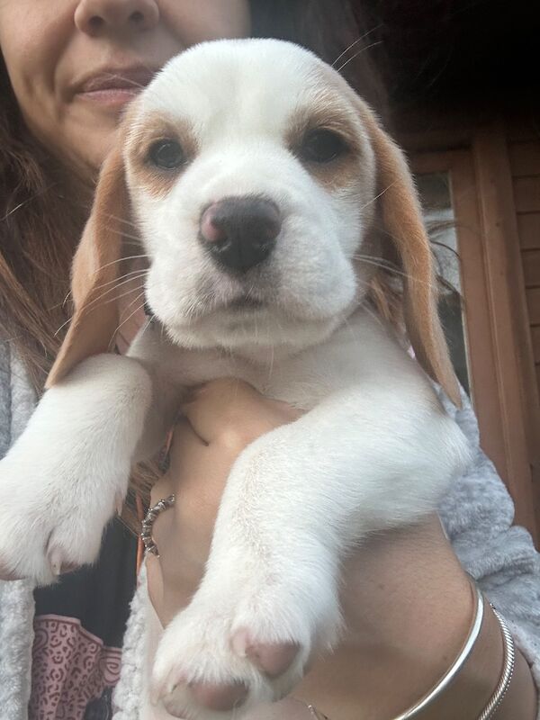 Beagle puppies for sale in St Albans, Hertfordshire – KC registered, 9 weeks old - Image 9 of 11
