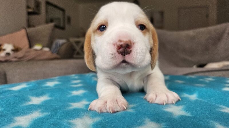 Beagle puppies for sale in St Albans, Hertfordshire – KC registered, 9 weeks old - Image 10 of 11