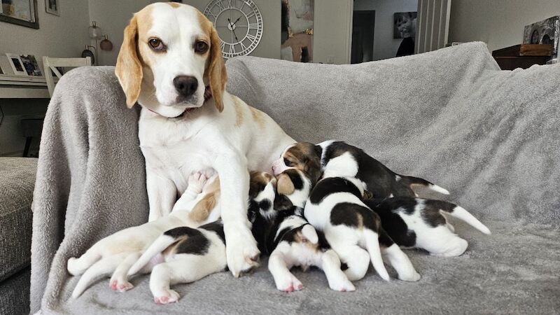 Beagle puppies for sale in St Albans, Hertfordshire – KC registered, 9 weeks old - Image 11 of 11