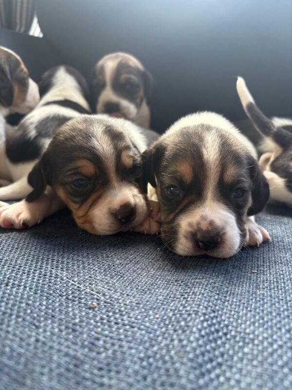 Beagle Puppies For Sale