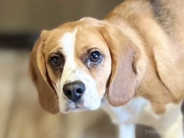 Handsome Happy Beagle Boy for sale in Beccles, Suffolk