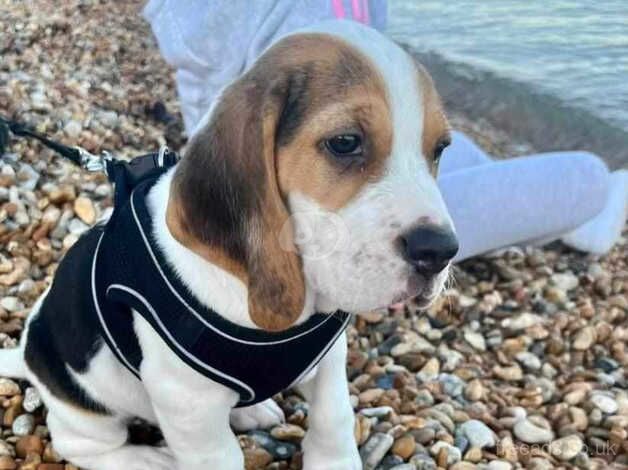 Beagle puppies for sale in Dover, Kent – KC registered, 11 months old - Image 1 of 3