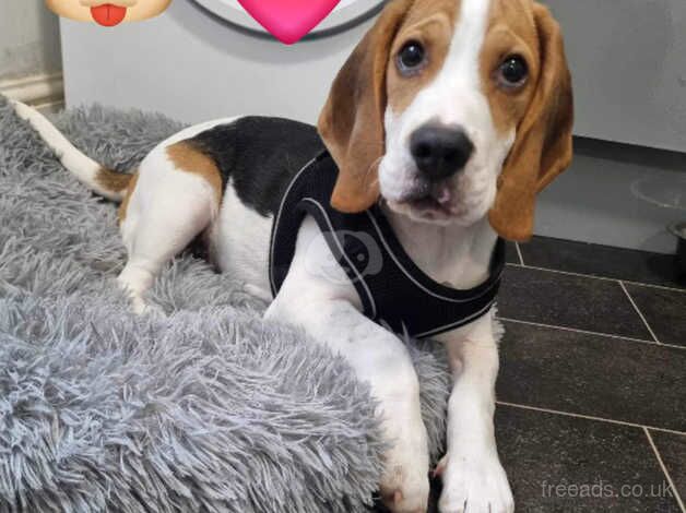 Beagle puppies for sale in Dover, Kent – KC registered, 11 months old - Image 2 of 3