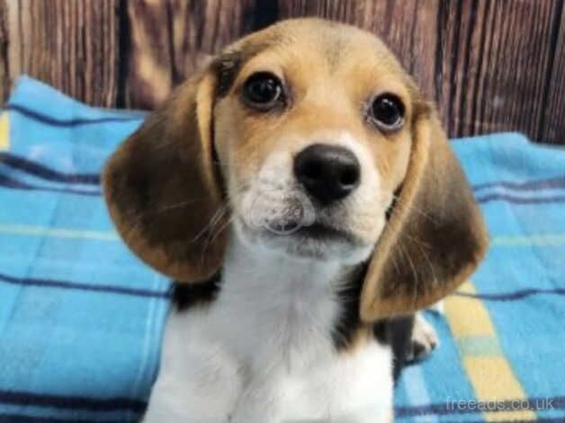 Beagle puppies for sale in Dover, Kent – KC registered, 11 months old - Image 3 of 3
