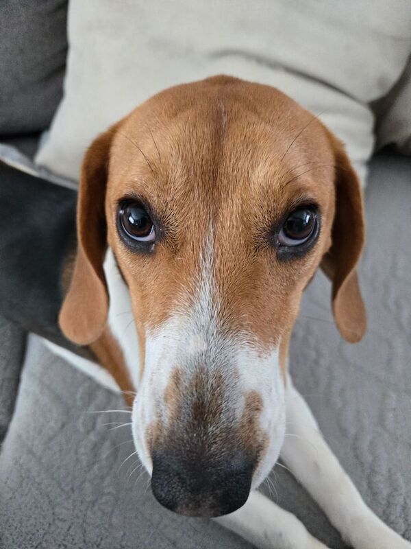 Beagle puppies for sale in East Kilbride, Lanarkshire – 10 months old