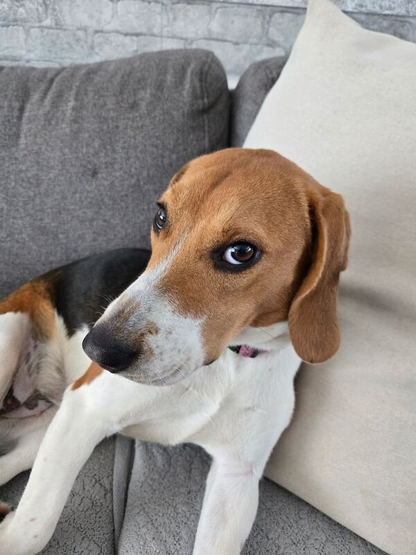 Beagle puppies for sale in East Kilbride, Lanarkshire – 10 months old - Image 2 of 3
