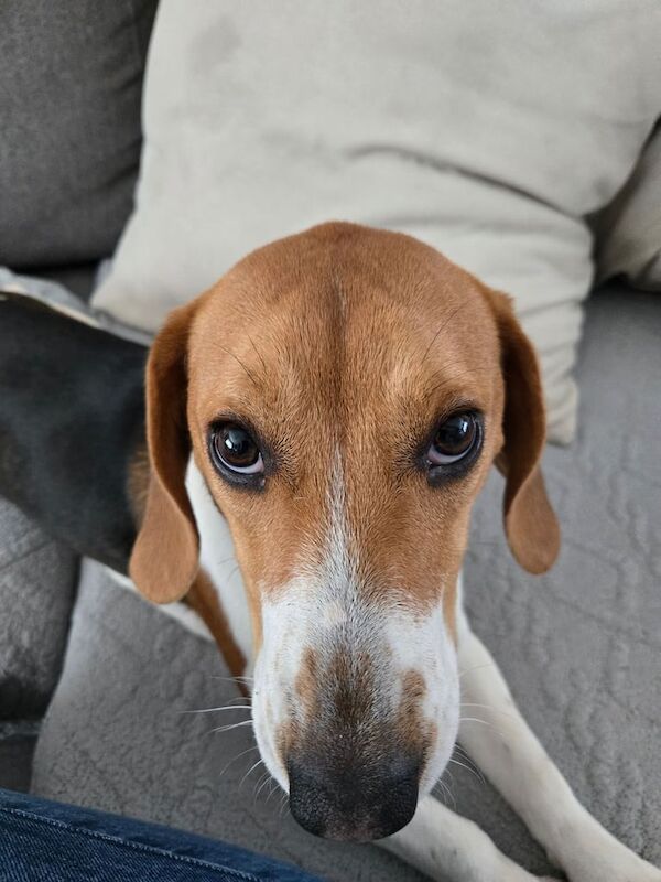 Beagle puppies for sale in East Kilbride, Lanarkshire – 10 months old - Image 3 of 3