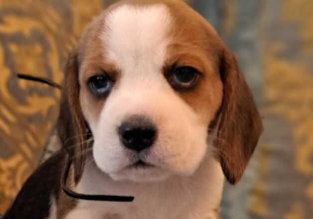 Beagle puppies for sale in Doncaster, South Yorkshire – KC registered, 9 months old - Image 1 of 2