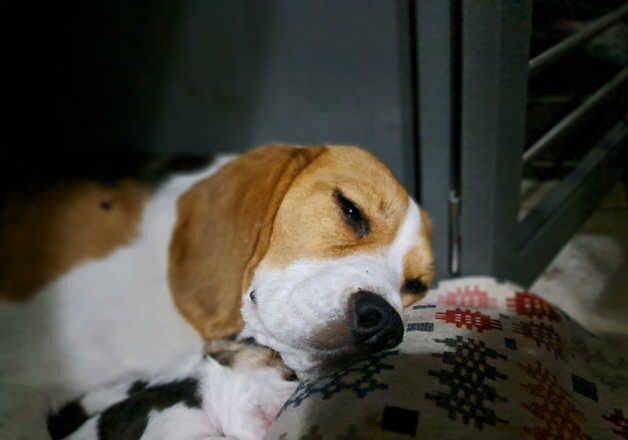 Beagle puppies for sale in Doncaster, South Yorkshire – KC registered, 9 months old - Image 2 of 2