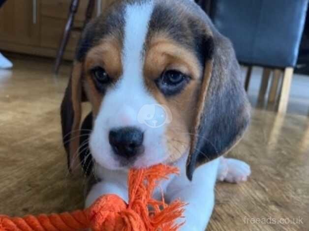 KC registered 10 week old beagle bitch. Puppy for sale in Swansea