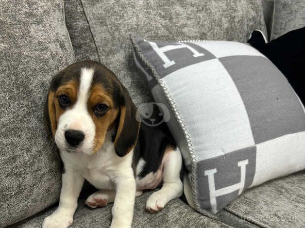 KC Registered 10 Week Old Beagle Bitch. Puppy For Sale in Swansea
