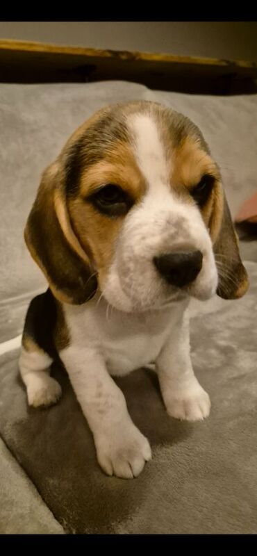 Beagle puppies for sale in Braunton, Devon – KC registered, 11 months old - Image 3 of 7