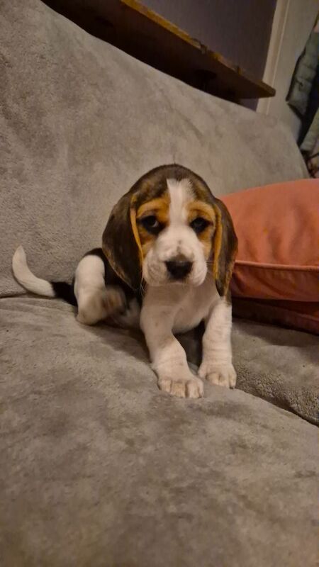 Beagle puppies for sale in Braunton, Devon – KC registered, 11 months old - Image 6 of 7