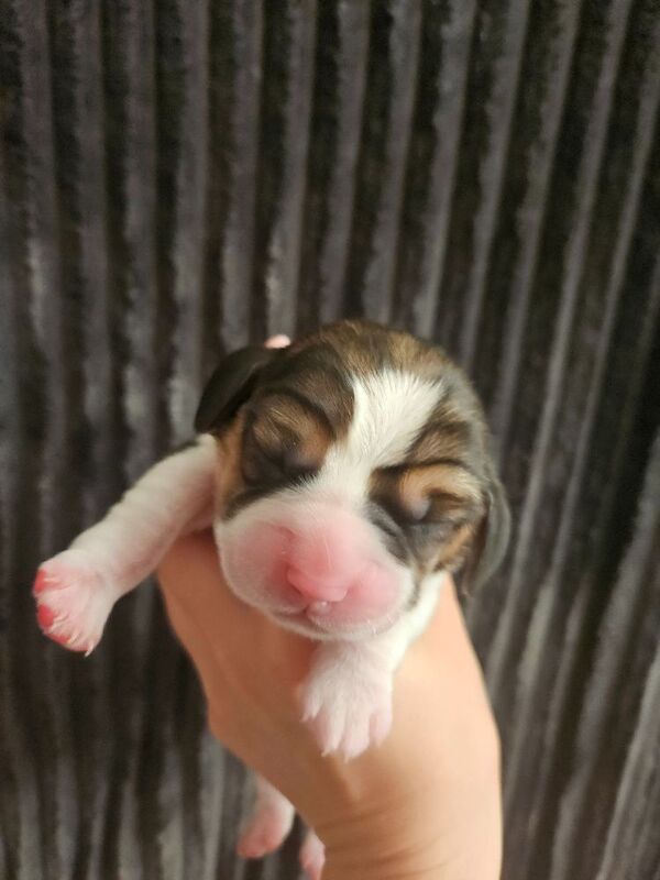 KC Registered Beagle puppies Champions generation