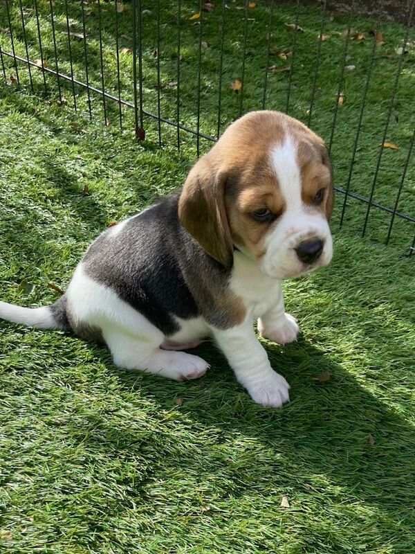 Beagle puppies for sale in Winkleigh, Devon – KC registered, 5 weeks old