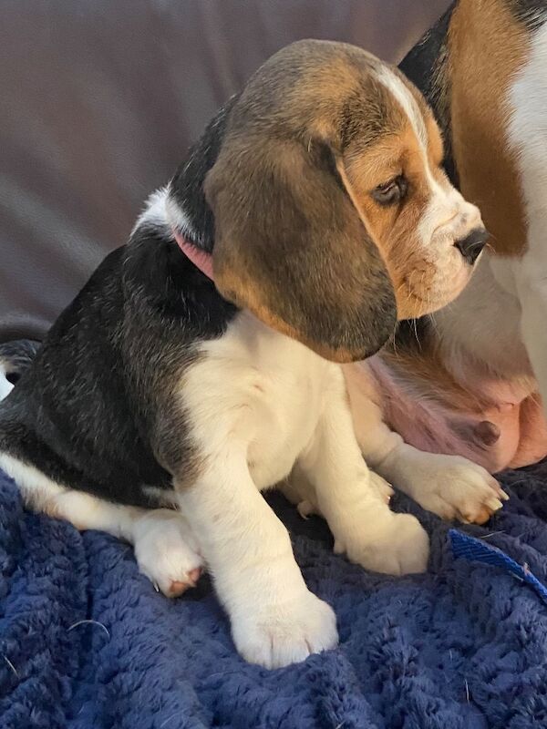 Beagle puppies for sale in Winkleigh, Devon – KC registered, 7 weeks old